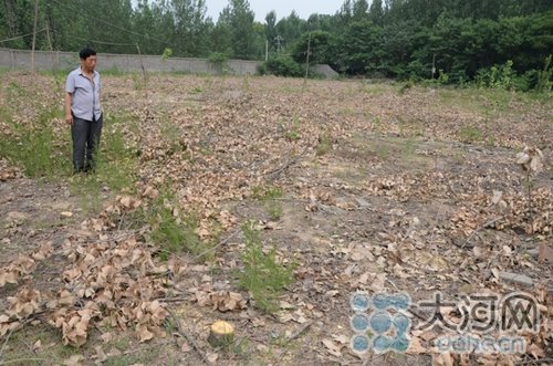 河南200多棵杨树合同期内被砍 承包户未接通知