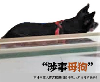 两<em>狗交配</em>后母狗狗主索赔10万 称爱犬有科研价