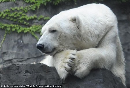 27岁北极熊患肿瘤及抑郁症 被实施安乐死(图)