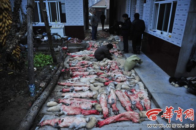 临潼数万蓝狐被棒杀剥皮 养殖户:谈人道太奢侈