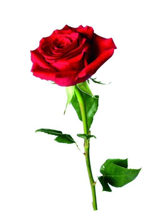 云南暴雪致郑州玫瑰价格翻倍 预计持续到情人