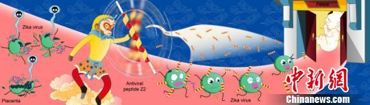 中国医学专家率先发现寨卡病毒＂克星＂ 受国际关注