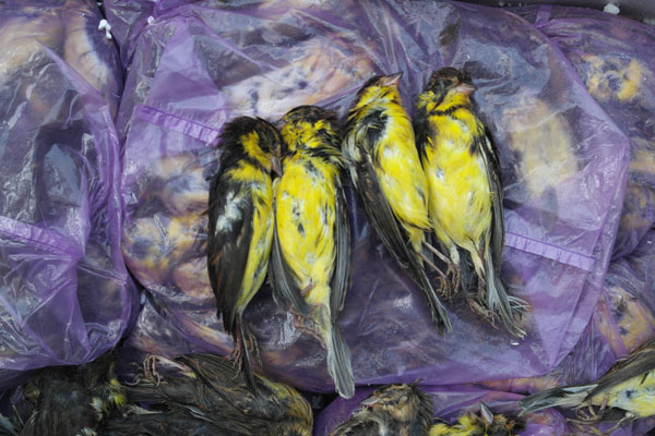 餐桌上的罪恶:广东处理6万只被收缴鸟类死体