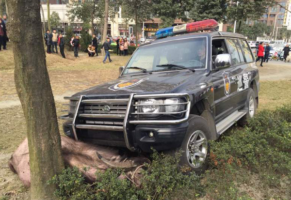 成都疯牛市区狂奔伤人 民警连开4枪驾越野车撞
