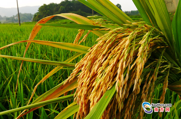 水稻亩产3000斤不是梦 湖南特大穗高结实常规