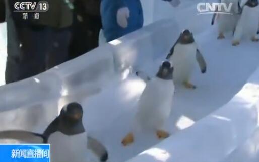  哈尔滨遇罕见低温 :企鹅都扛不住(图) 寒潮黄色