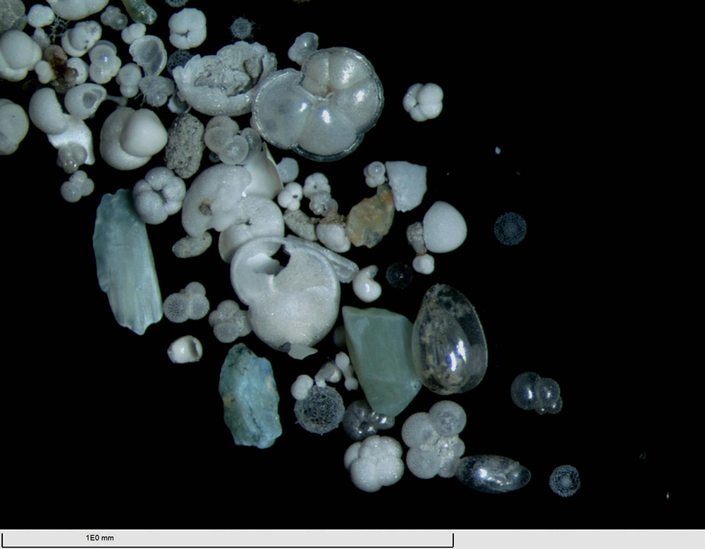 有孔虫对海洋环境污染的生态指示意_有孔虫对海洋环境污染的生态指示意_废弃物与污染:对环境和健康的影响