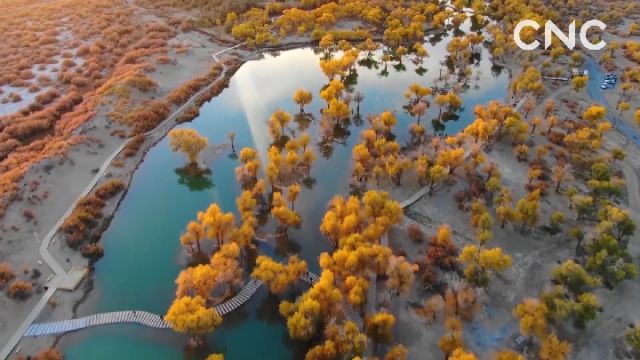 金句来习｜众人植树树成林