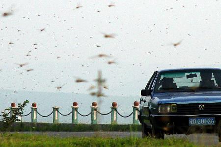 漫天蜻蜓舞翩跹:南方网社会新闻频道