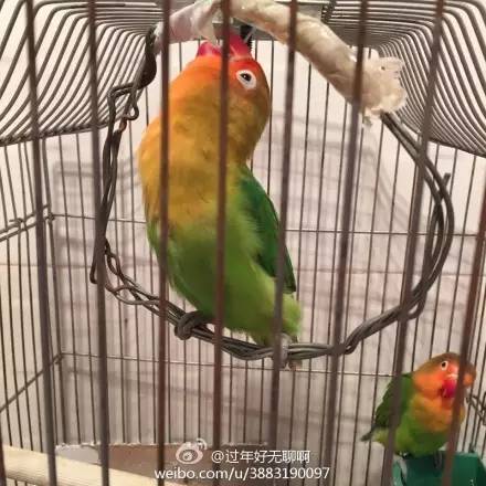 家里养鹦鹉是什么感受?网友:简直是拆迁届扛把