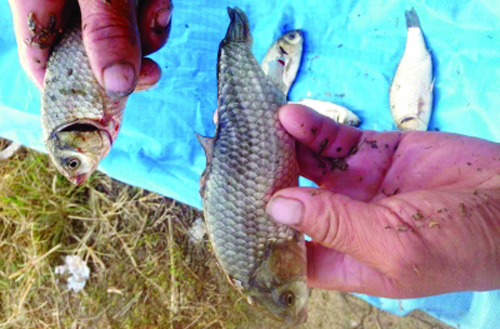  扬州鱼塘现畸形鱼  不是尾巴秃就是鱼骨弯(多图