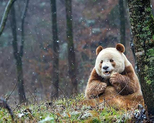 开眼界!全世界唯一一只棕色大熊猫 网友:生到一
