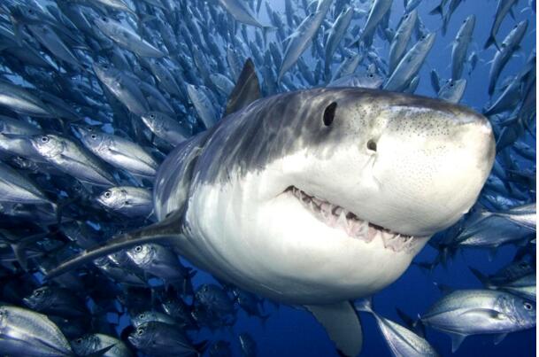 水箱破裂鲨鱼上街致路面拥堵 求鲨鱼和路人心里阴影面积