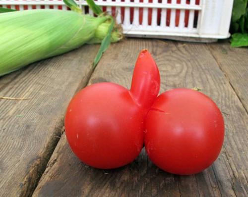 英国男子发现形似男性生殖器西红柿(图)