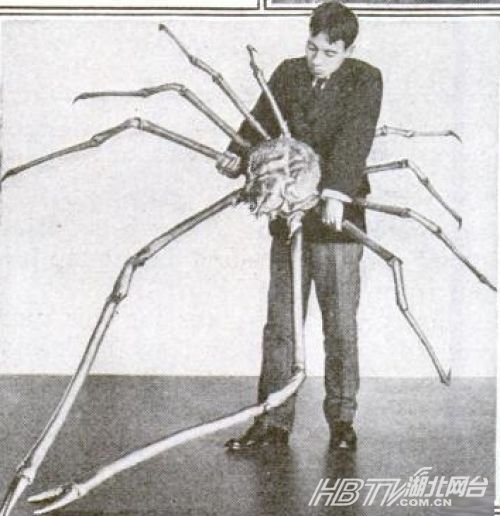 以整体尺寸计算,日本蜘蛛蟹-甘氏巨螯蟹是世界上最大的节肢动物.