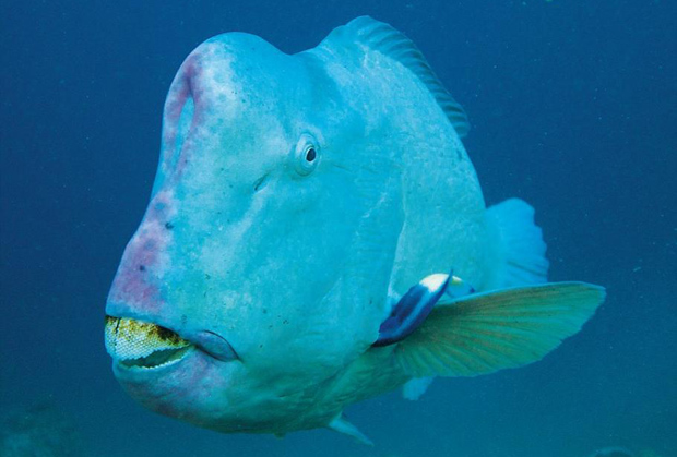 22种你从没见过的最丑陋动物物!我丑但我很温