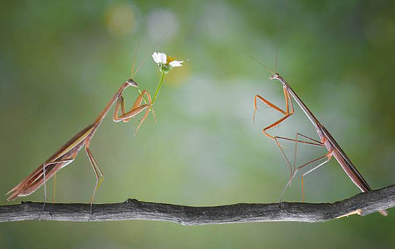 印尼摄影师抓拍螳螂献花求爱场景 前肢捧着白