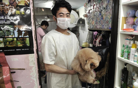 重庆宠物店春节前生意爆棚 宠物美容需排队▏