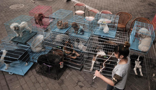 重庆宠物店春节前生意爆棚 宠物美容需排队▏