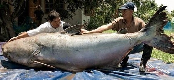 湄公河巨鲶 体型十分巨大重300斤令人震惊(图)