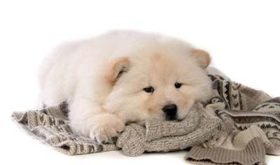 景区月薪2万招少女采花只工作5小时 还有哪些