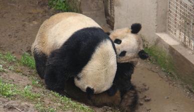大熊猫交配实况全球首播 解开熊猫繁育之谜▏
