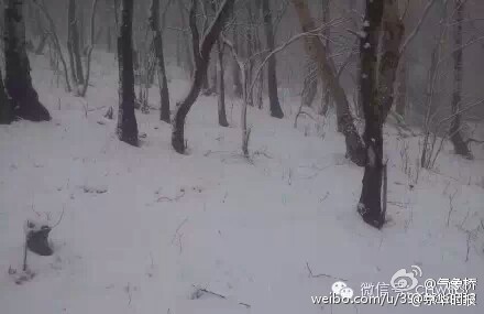 北京郊区飘雪 网友刷屏六月飞霜算个啥▏ 灵