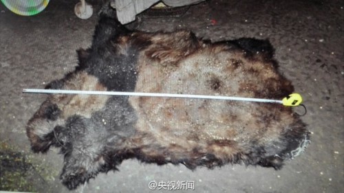 云南猎杀大熊猫案:剥皮拆骨 国宝 跟偷猎者有什