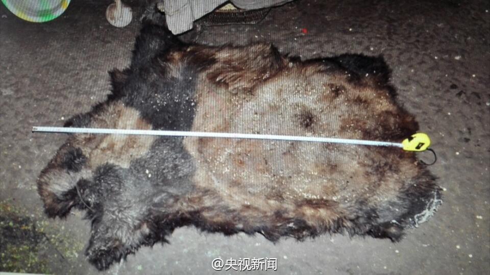猎杀大熊猫案告破 两兄弟4800元出售熊猫肉和