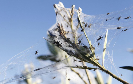 百万蜘蛛从天而降 网友:蜘蛛密集恐惧症要犯了