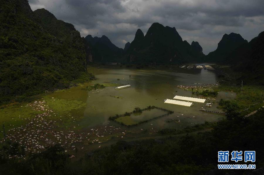 广西一养殖场被淹图片