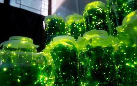 萤火虫公园将开放 网友:城里人为看萤火虫真会