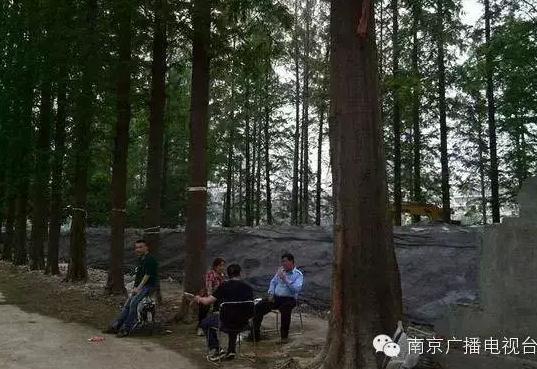 南京主城200多棵水杉一夜被砍光 因建房嫌碍事
