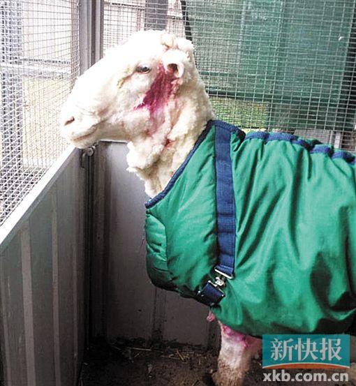 澳大利亚流浪绵羊5年没剪毛 一次剪下40公斤羊