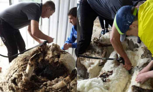 流浪羊5年没剪毛 一次剪下40公斤可织30件羊