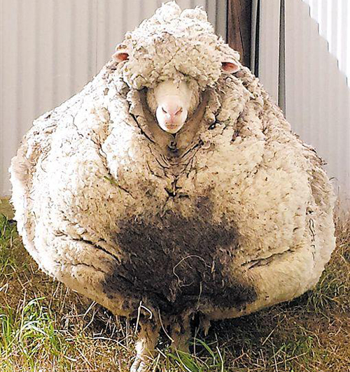 流浪羊5年没剪毛 胖成球身上40公斤羊毛(多图