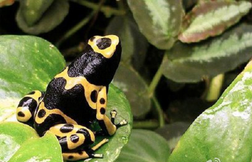 <em>北京查获箭毒蛙</em>长相惊艳 寄件人虚假申报(多图