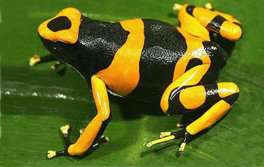 <em>北京查获箭毒蛙</em>长相惊艳 寄件人虚假申报(多图