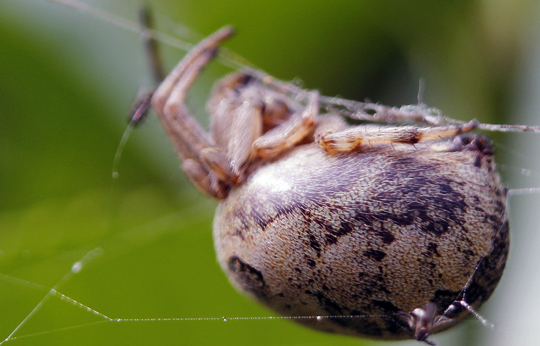  女子耳内夹出蜘蛛 惊呆众人 疼痛无比似 中邪 (