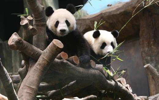  大熊猫盈盈流产  2007年赠港栖身香港海洋公园