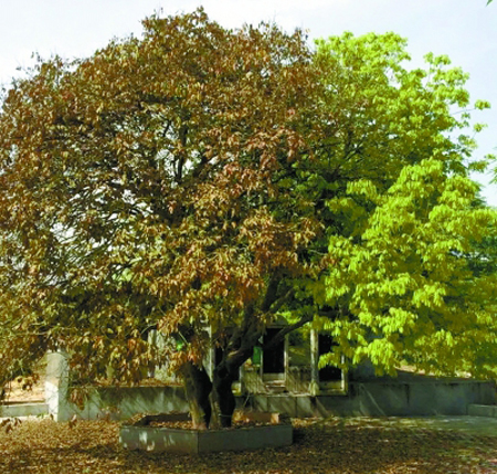  湖南现奇树  叶换边 惊呆路人 树冠如伞四季常青