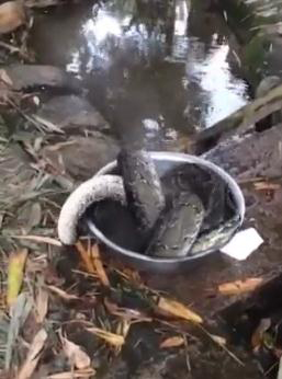  缅甸蟒 当众被砍头烫开水 蛇身小腿般粗壮不停