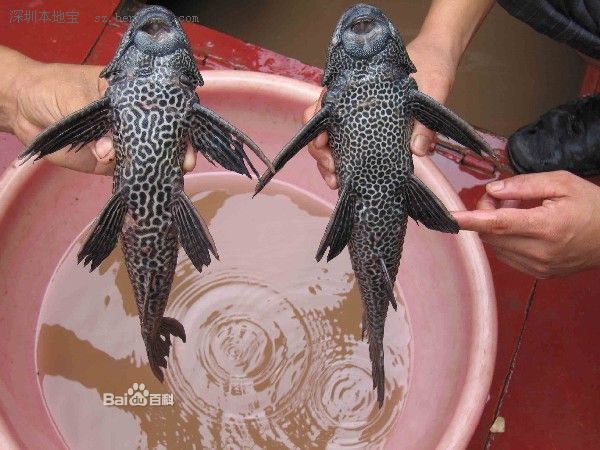  泉州市民捕获怪鱼  这鱼怪在哪里?(组图)▏怪鱼