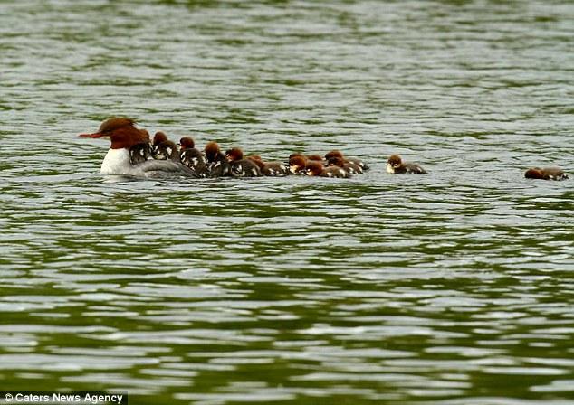 鸭子妈妈一肩搭载16只小鸭游过水塘▏妈妈 