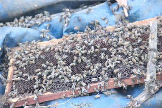  200万蜜蜂堵国道 (现场图)看守蜂桶的3条狗被蜇