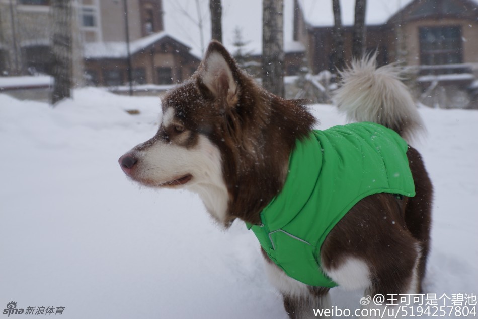 王思聪晒滑雪<em>照 不露脸</em>的时候帅呆了-新华网