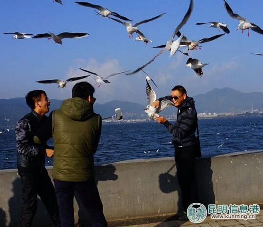 游客抓鸥自拍