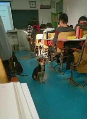  武大学霸狗走红 (组图) 爱站在讲台听课▏狗狗 