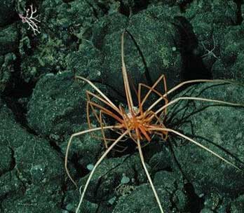 全球最惊悚24种动物 切蛋鱼吃男性生殖器(组图