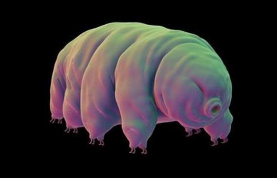  科学家复活水熊虫 (组图)活久见!水熊虫是个什么